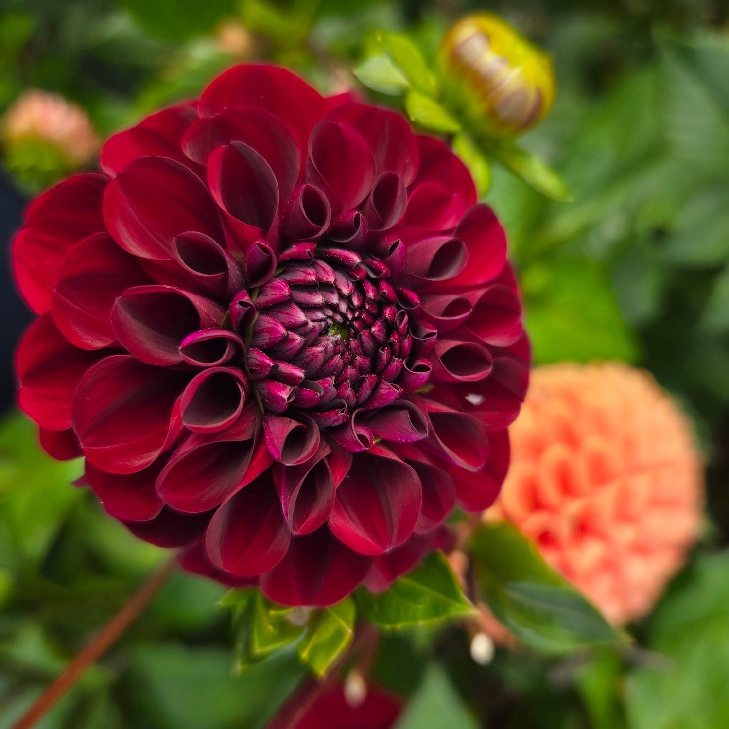 


Close-up of a deep red flower with green leaves in the background