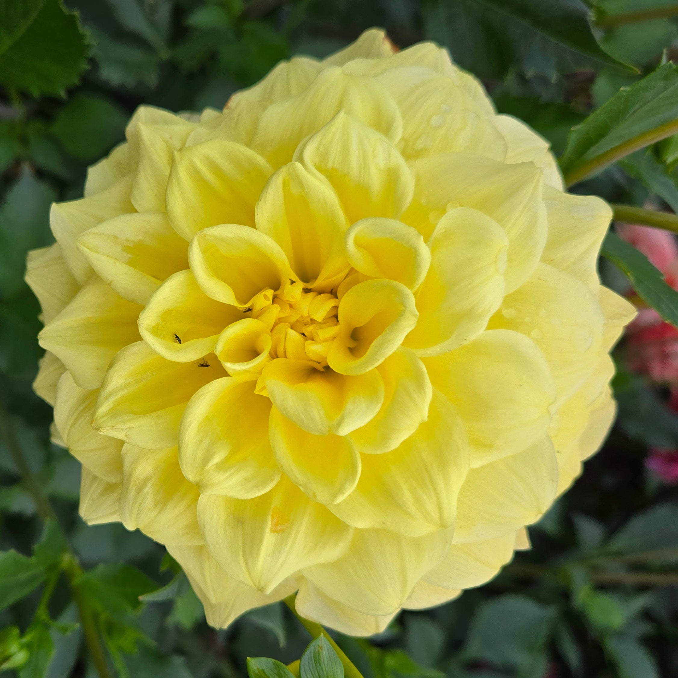 Yellow flower with green leaves in the background