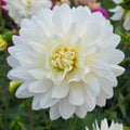 Close-up of a white flower with green foliage and other flowers in the background