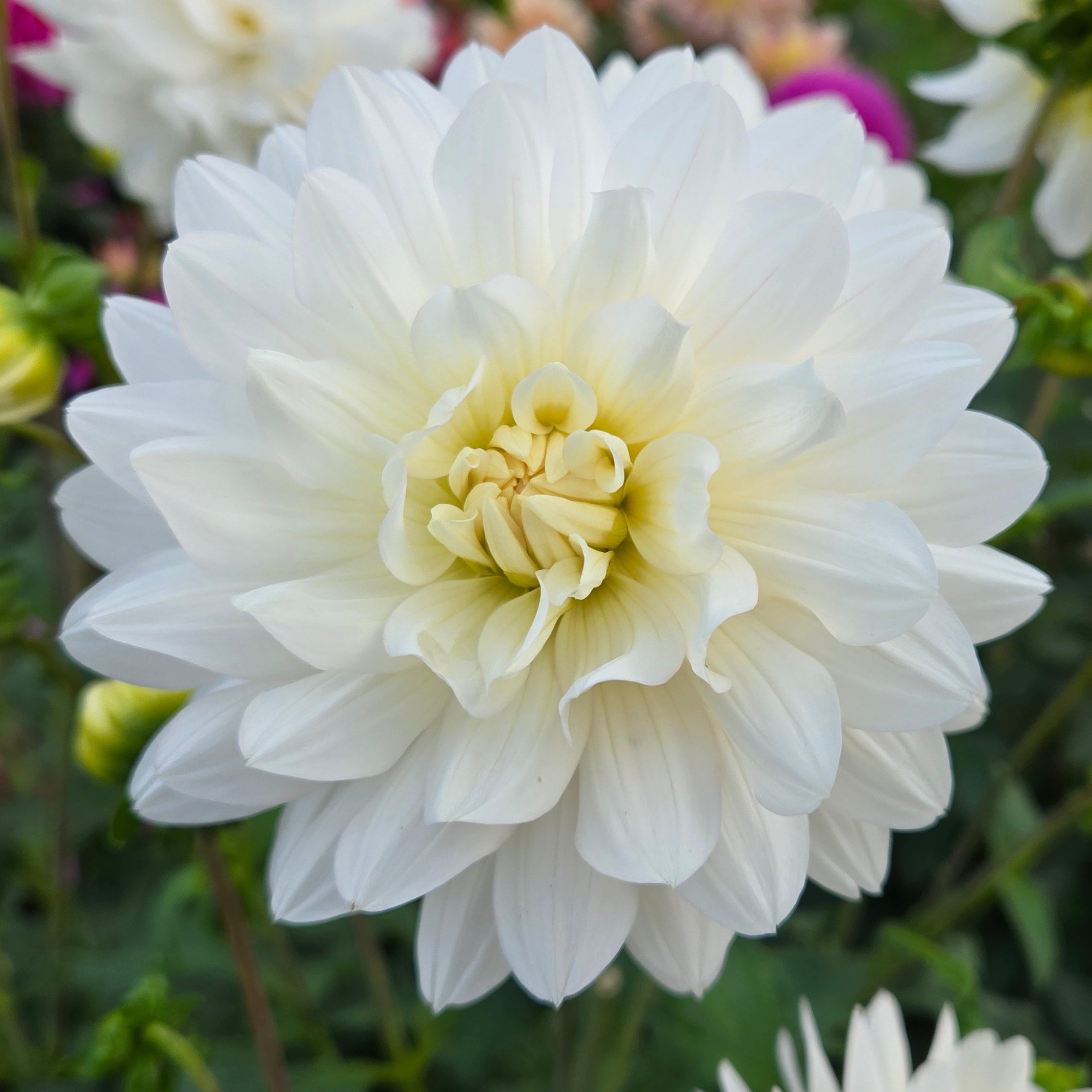 Close-up of a white flower with green foliage and other flowers in the background