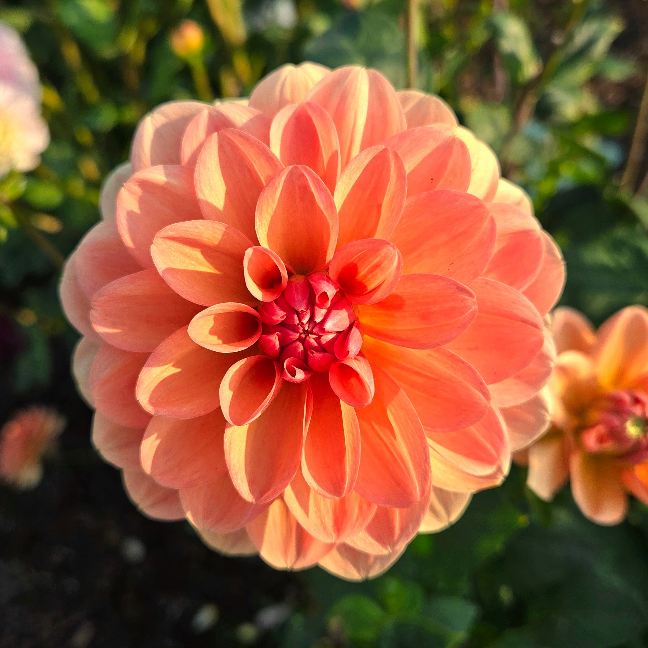 Apricot Desire