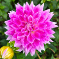 BJ’s Dusty Rose