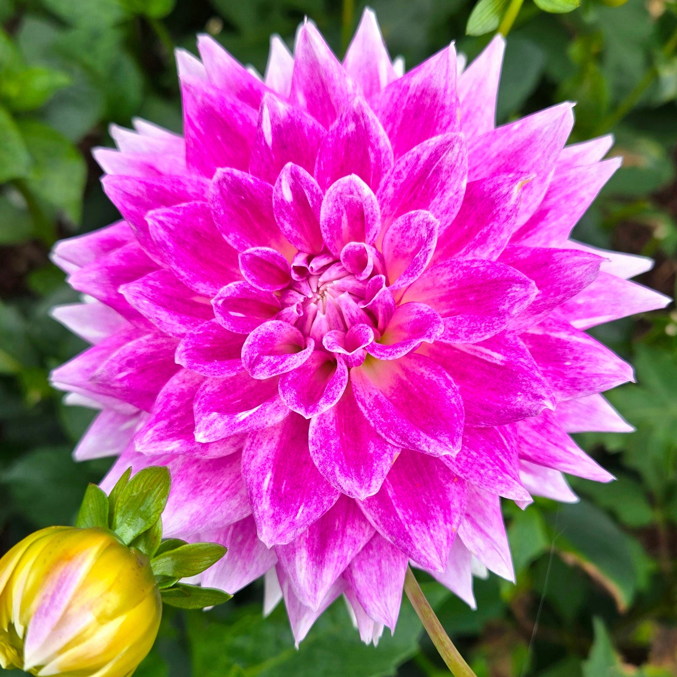 BJ’s Dusty Rose