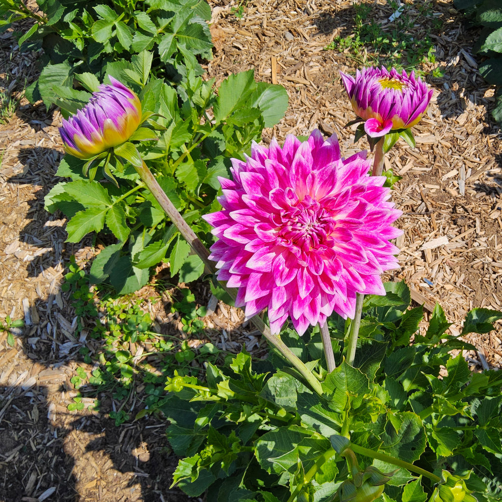 BJ’s Dusty Rose