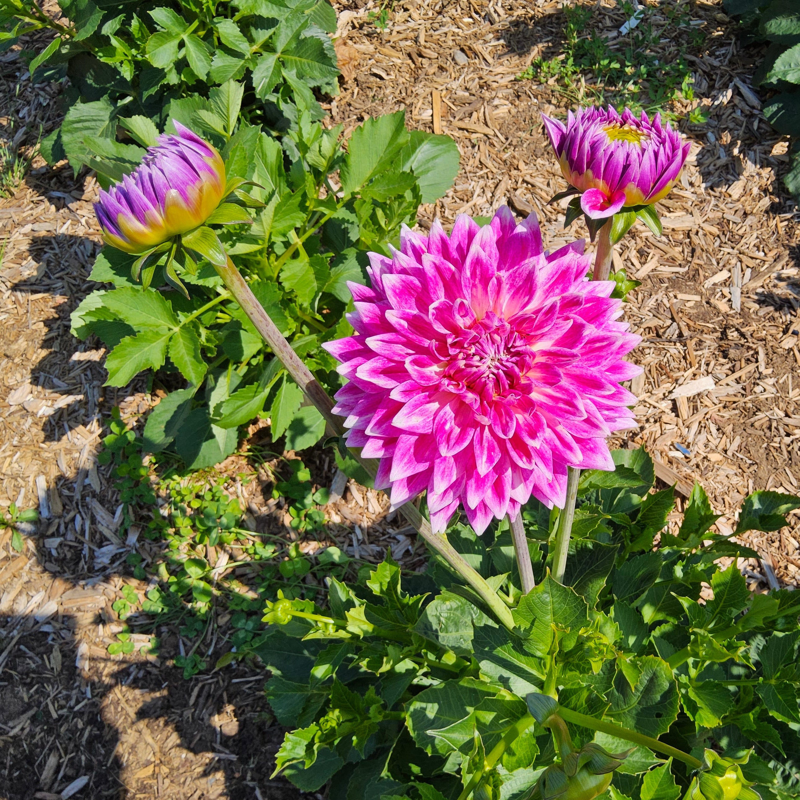 BJ’s Dusty Rose