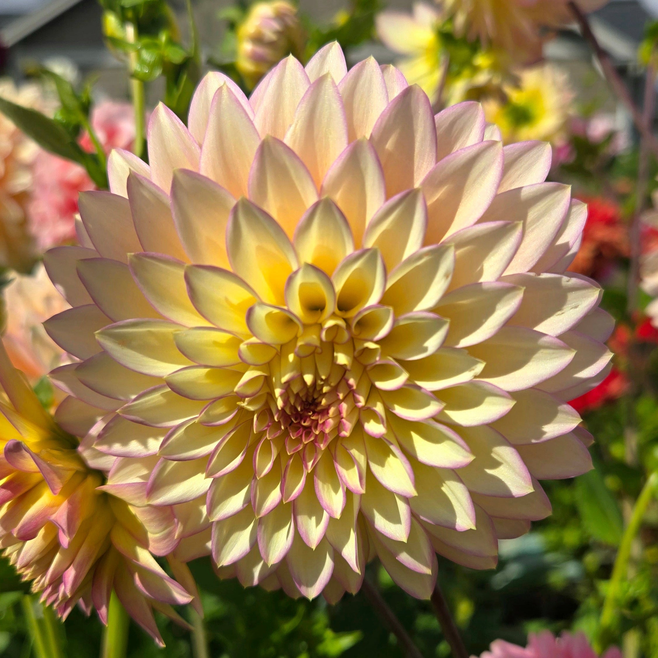 Bloomquist Blush