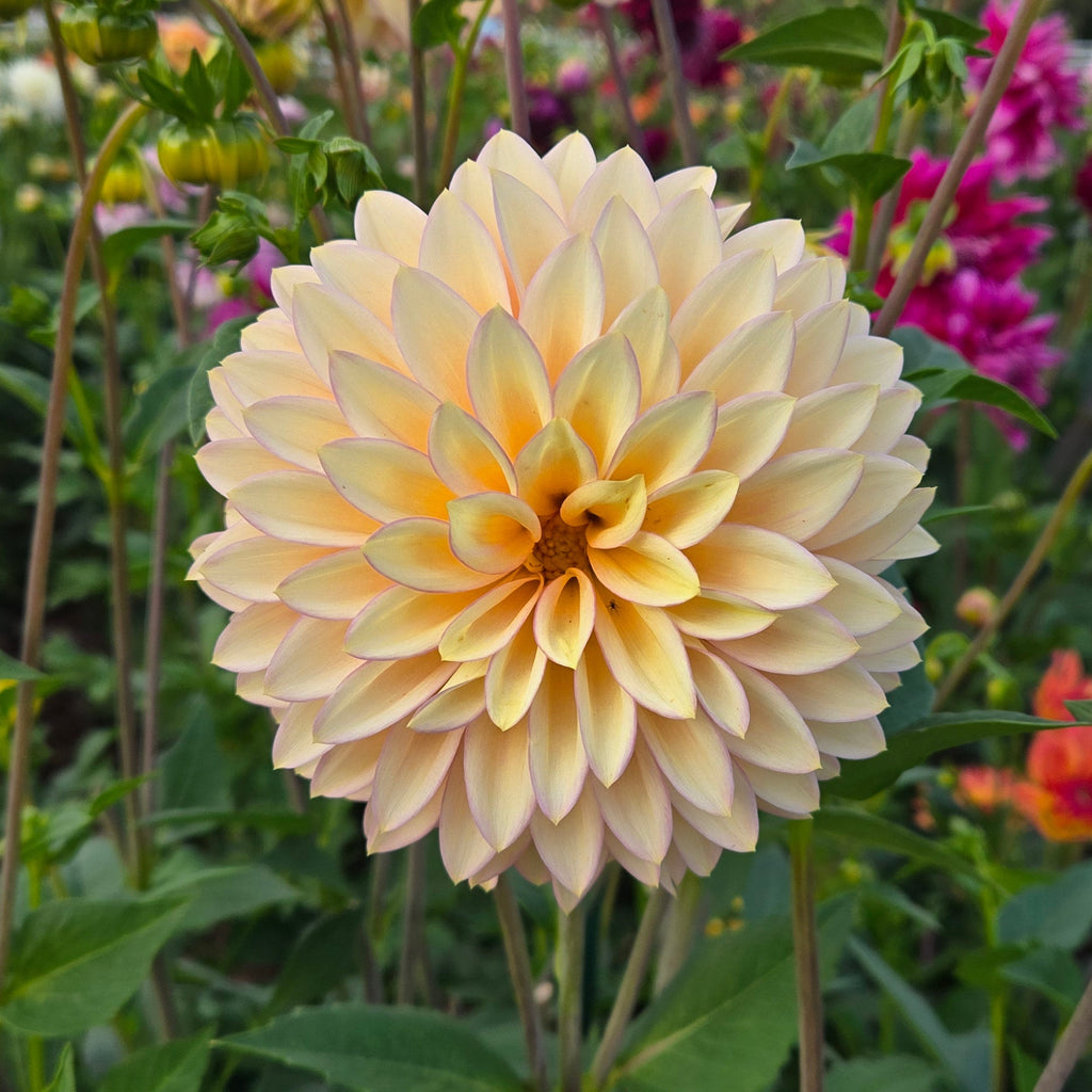 Bloomquist Blush