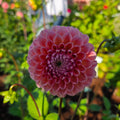 Bracken Rose