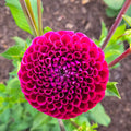 Burgundy Ball