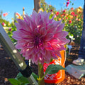 Cafe au Lait Rose