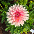 Pink flower with green leaves on a natural background