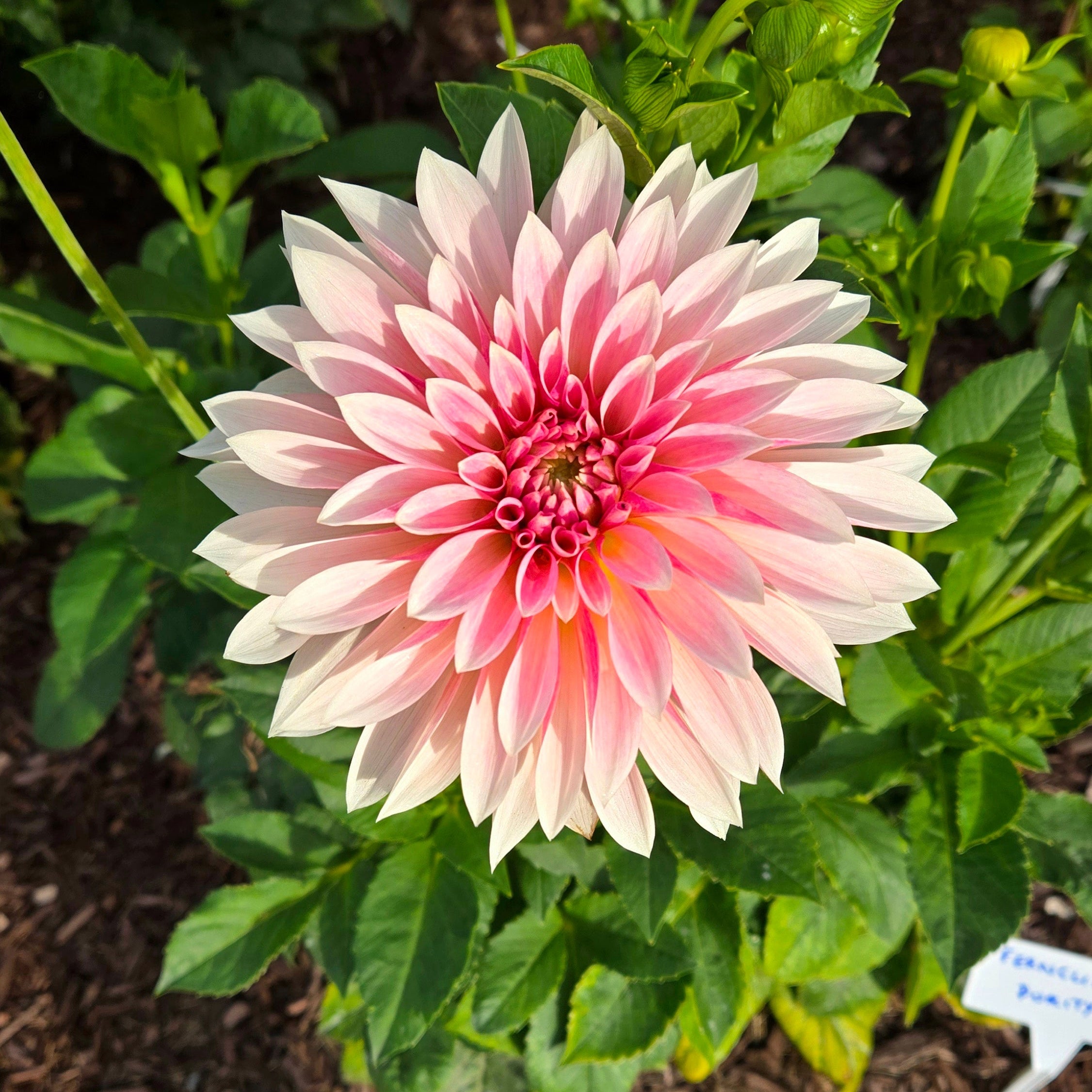 Pink flower with green leaves on a natural background