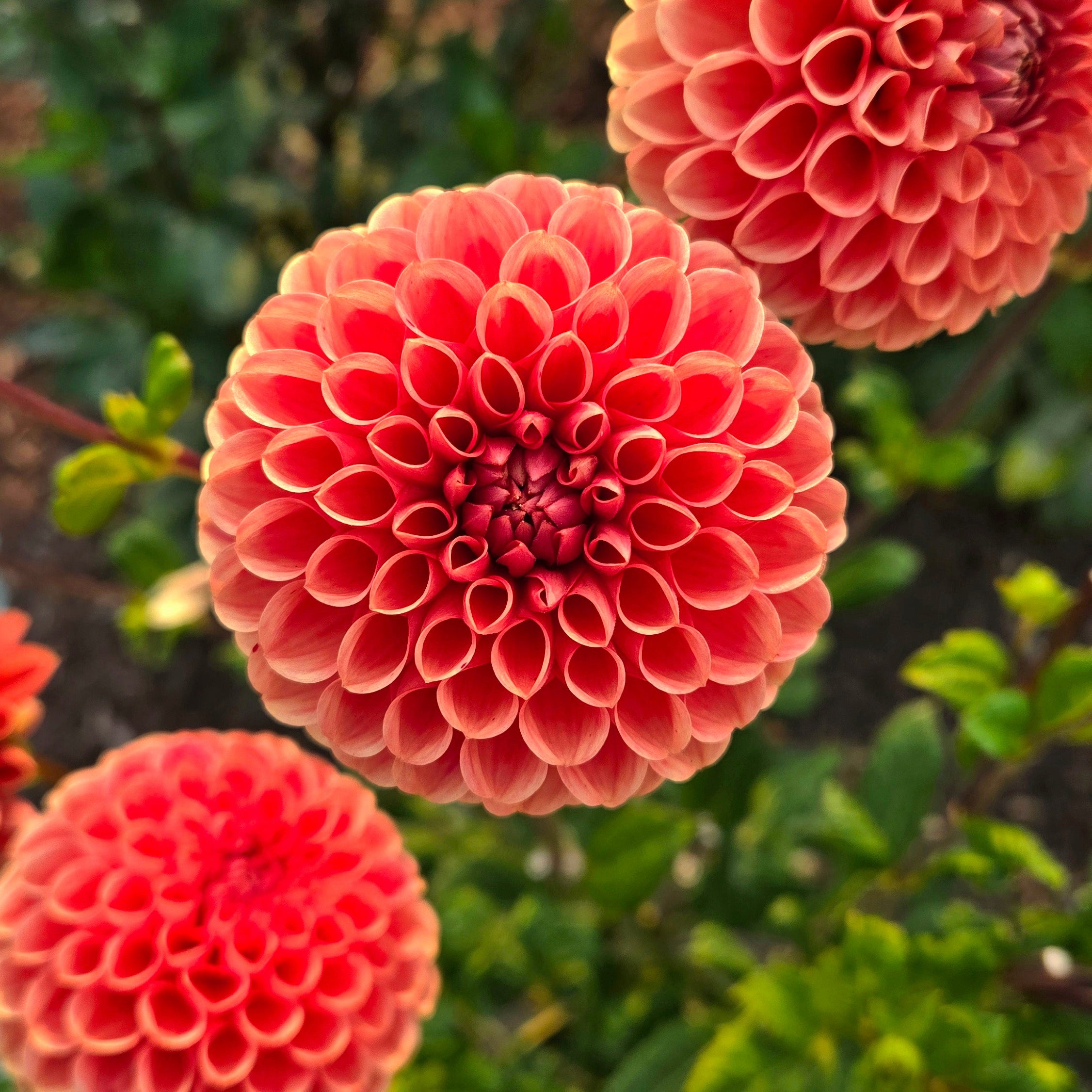 Close-up of orange dahlias with a blurred green background