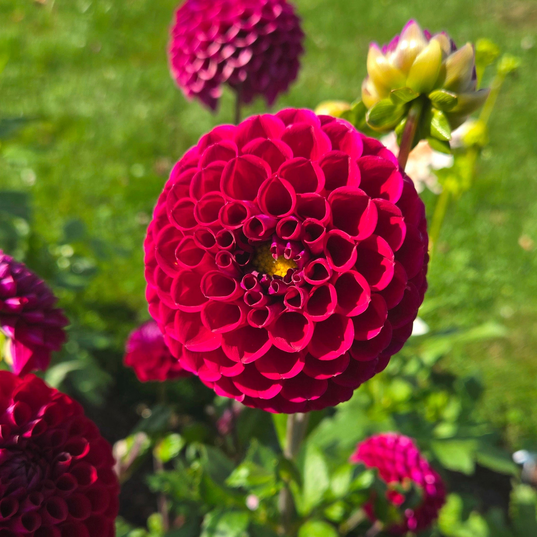 Dark Red Ball
