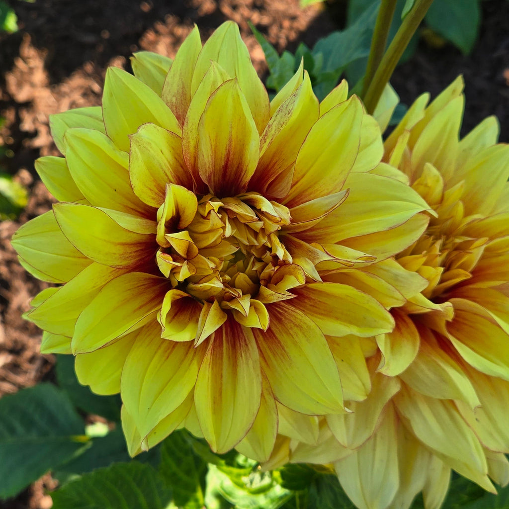 Dazzling Sun