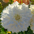 Fleurel