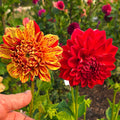Gloriosa