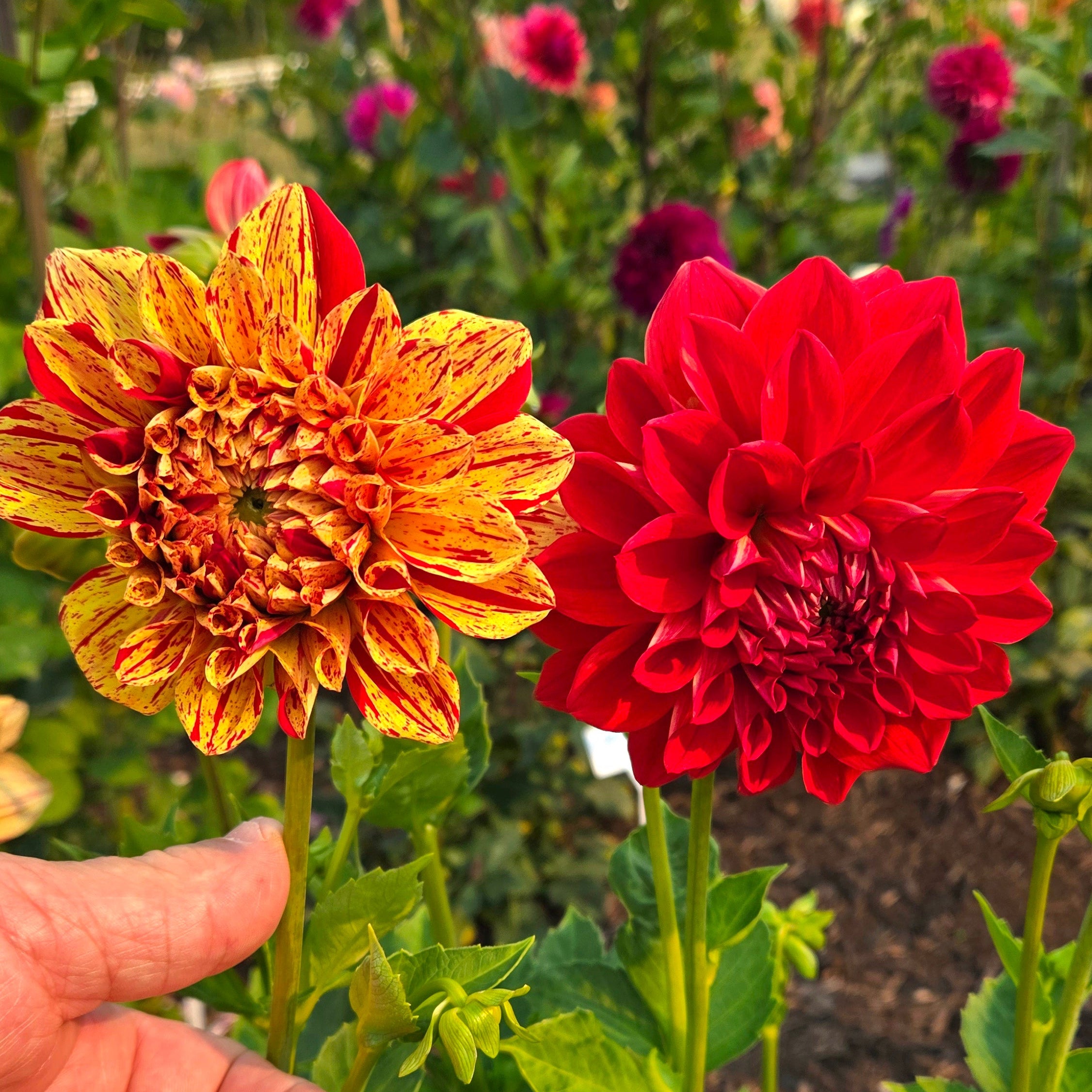 Gloriosa