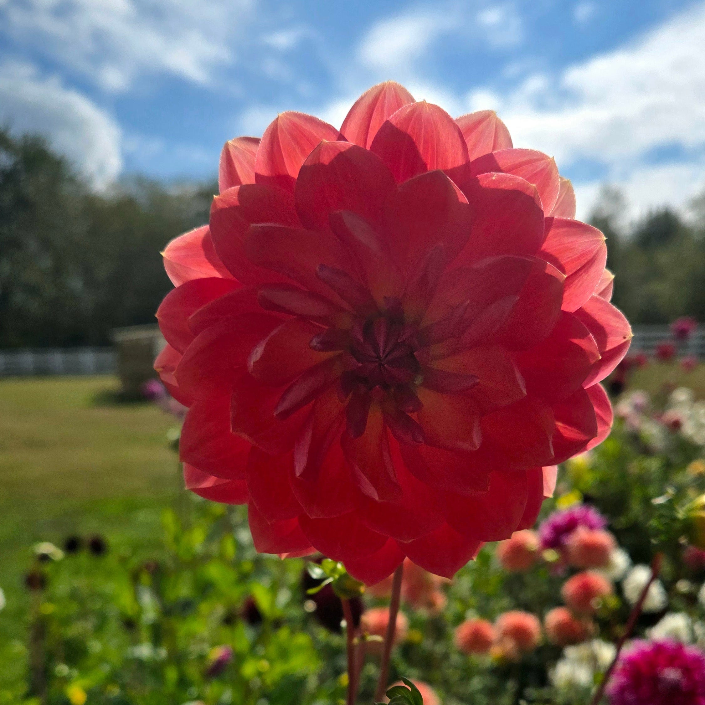 Hollyhill Daydream