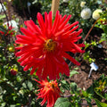 Hollyhill Diablo