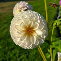 Hollyhill Miss White