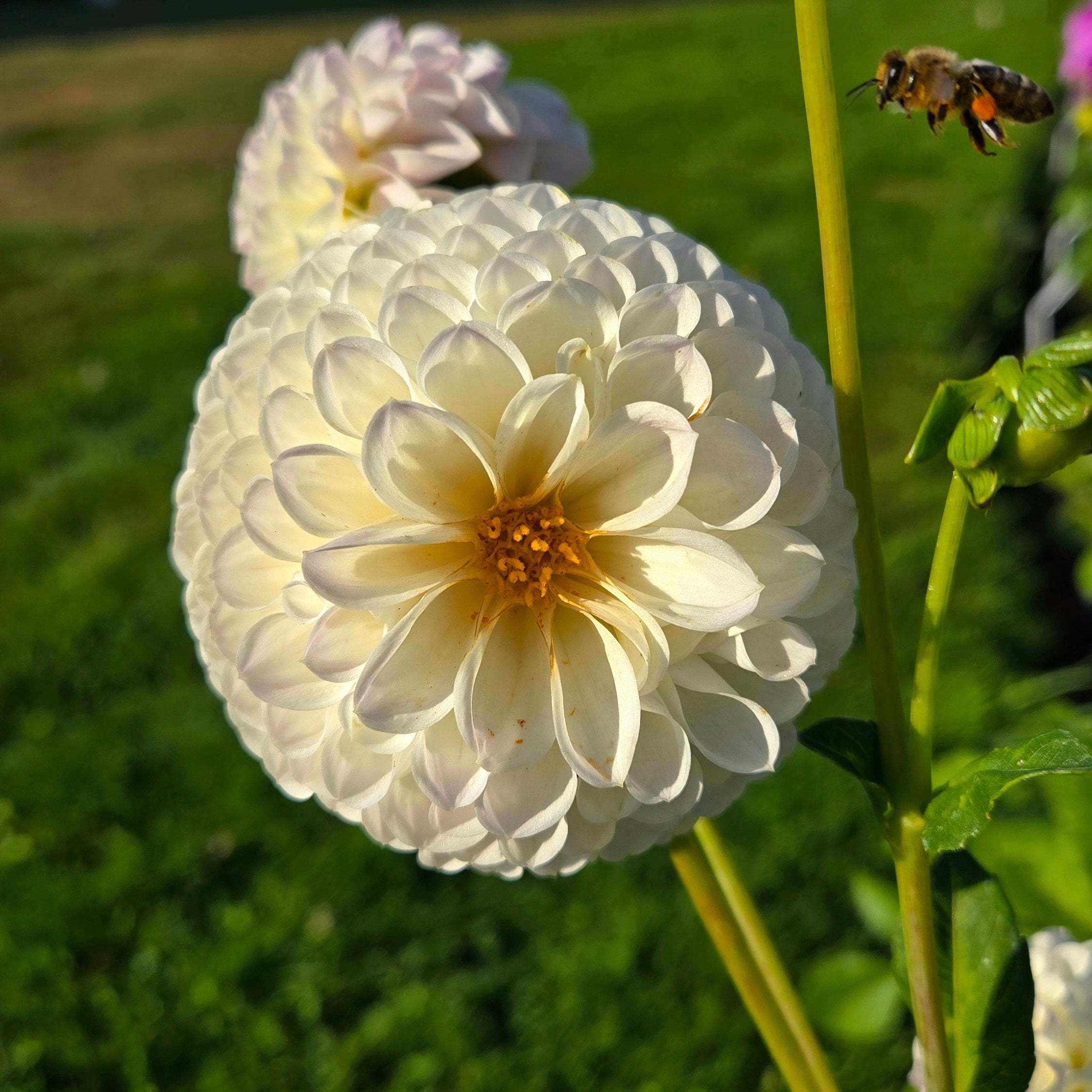 Hollyhill Miss White