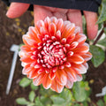 Hollyhill Orange Ice