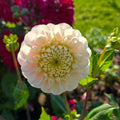 Hollyhill Pollyanna