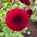 Hollyhill Regal