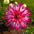 Hollyhill Starburst