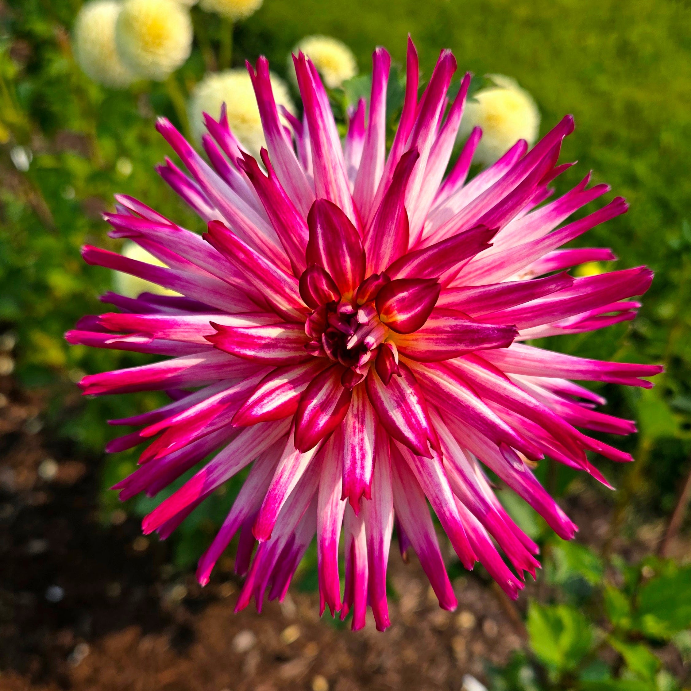 Hollyhill Starburst