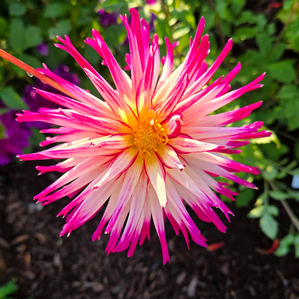 Hollyhill Starburst