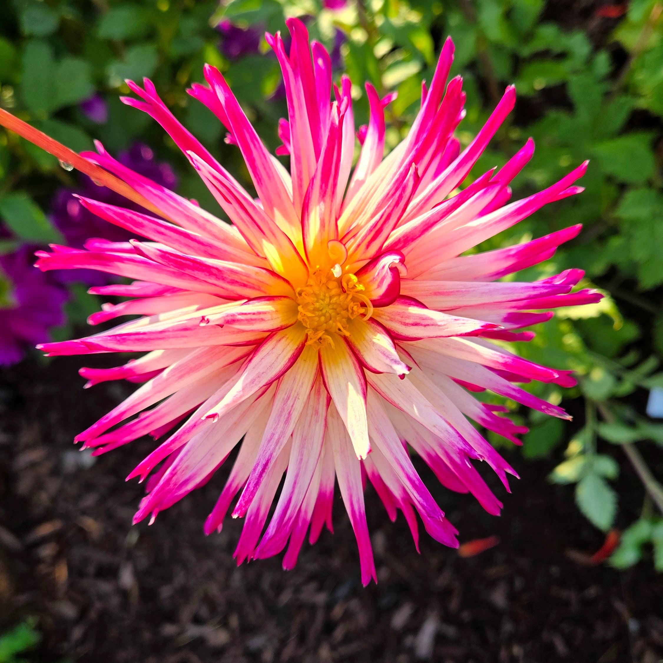 Hollyhill Starburst