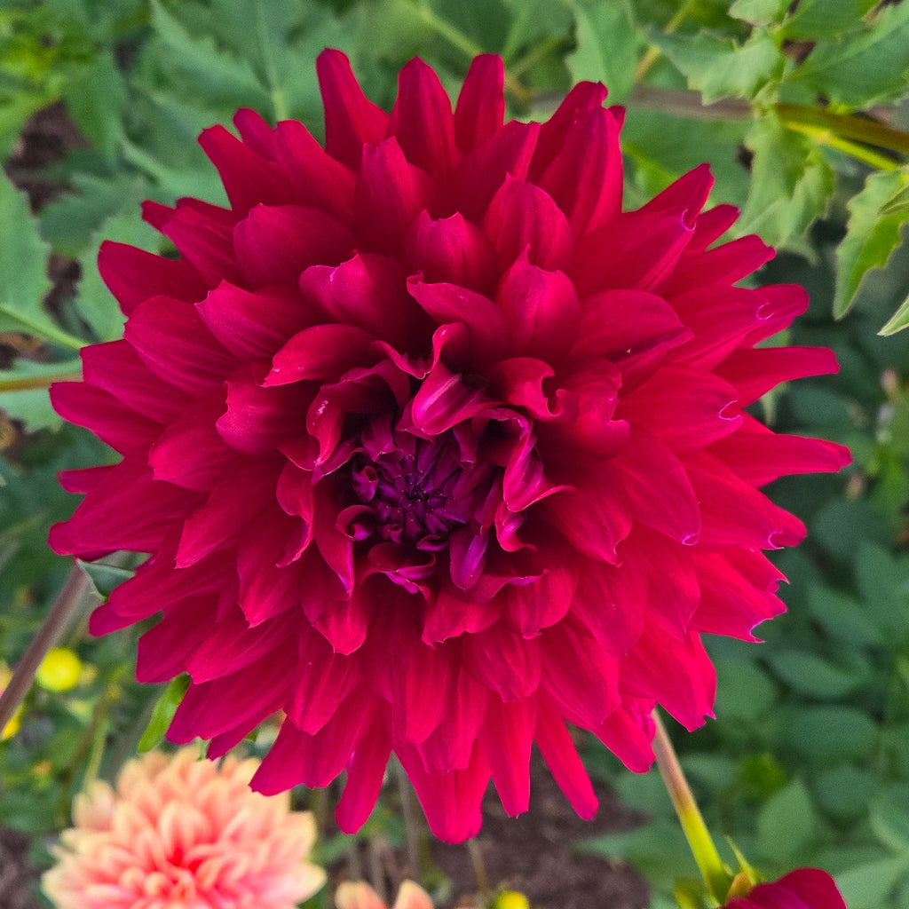 Hollyhill Black Beauty