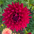 Hollyhill Black Beauty
