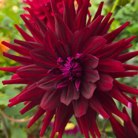 Hollyhill Black Beauty