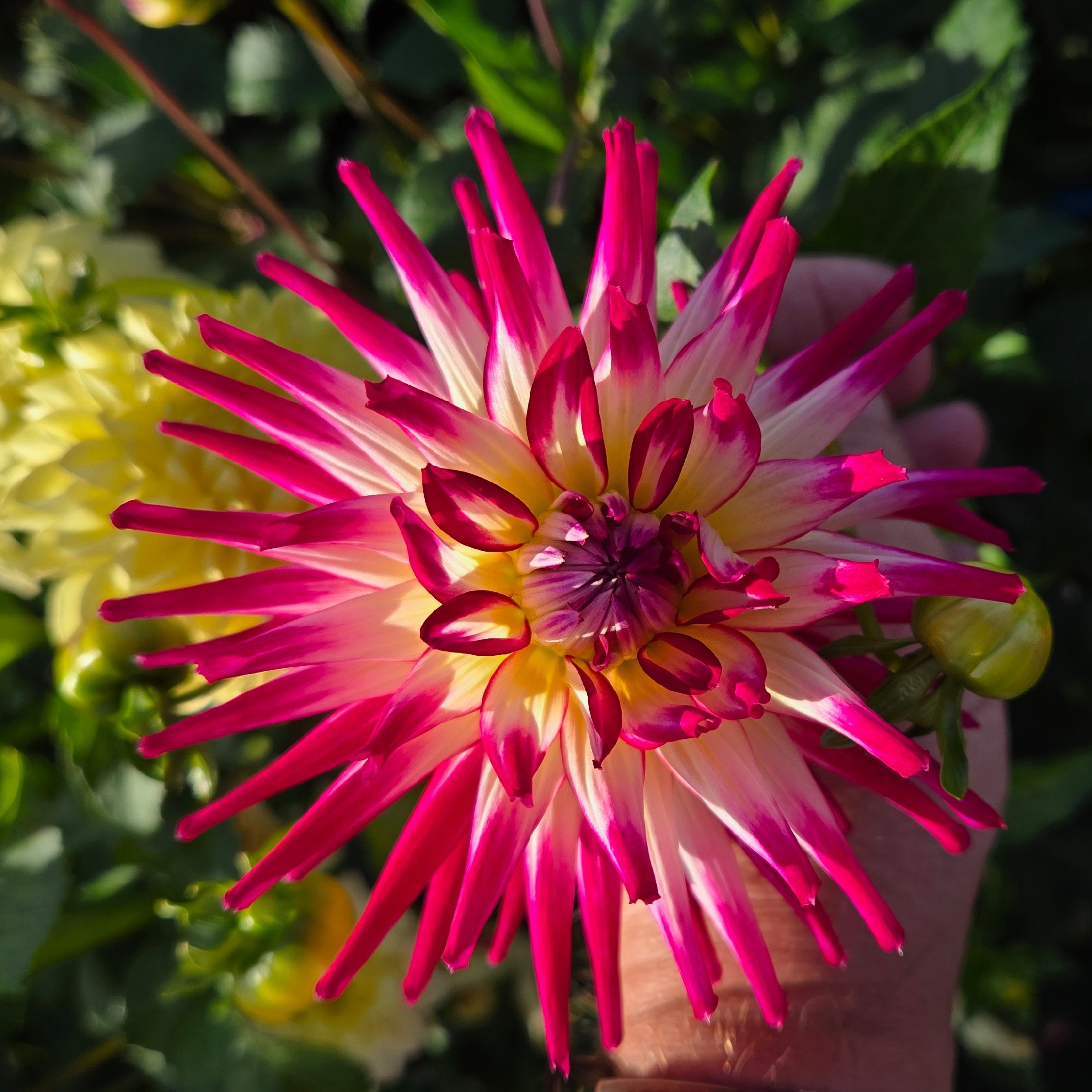 Hollyhill Starburst