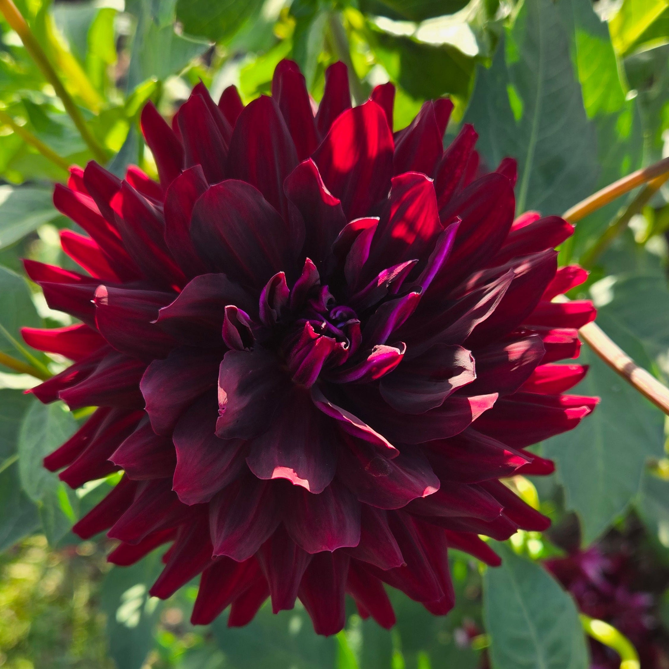 Hollyhill Black Beauty