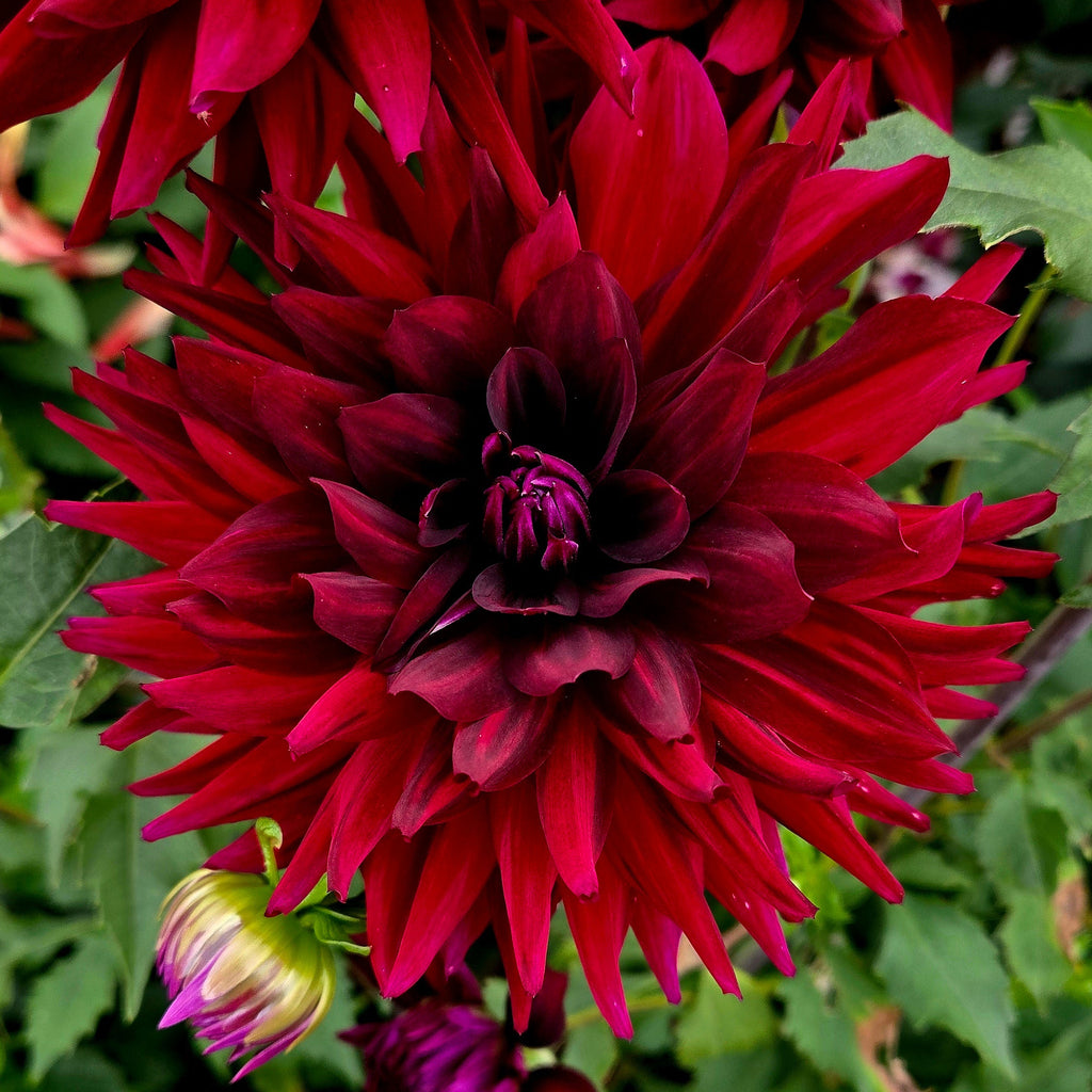 Hollyhill Black Beauty