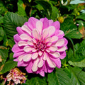Hypnotica Rose Swirl