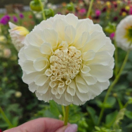 Irish Ruffles