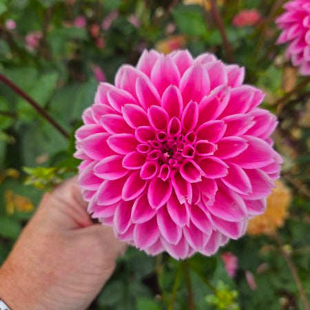 Jowey Deep Pink