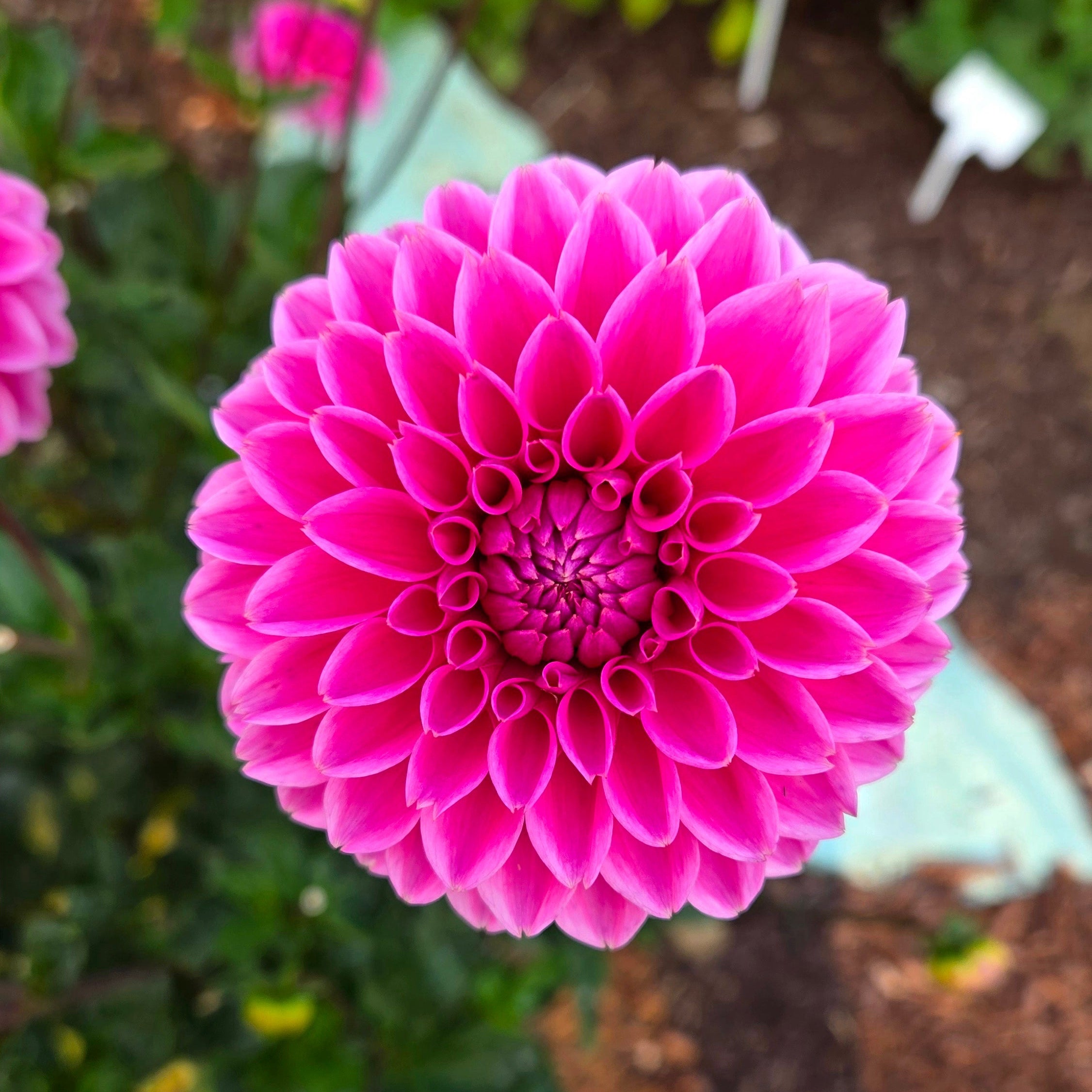 Jowey Deep Pink
