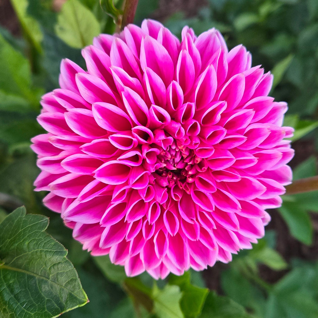 Jowey Deep Pink