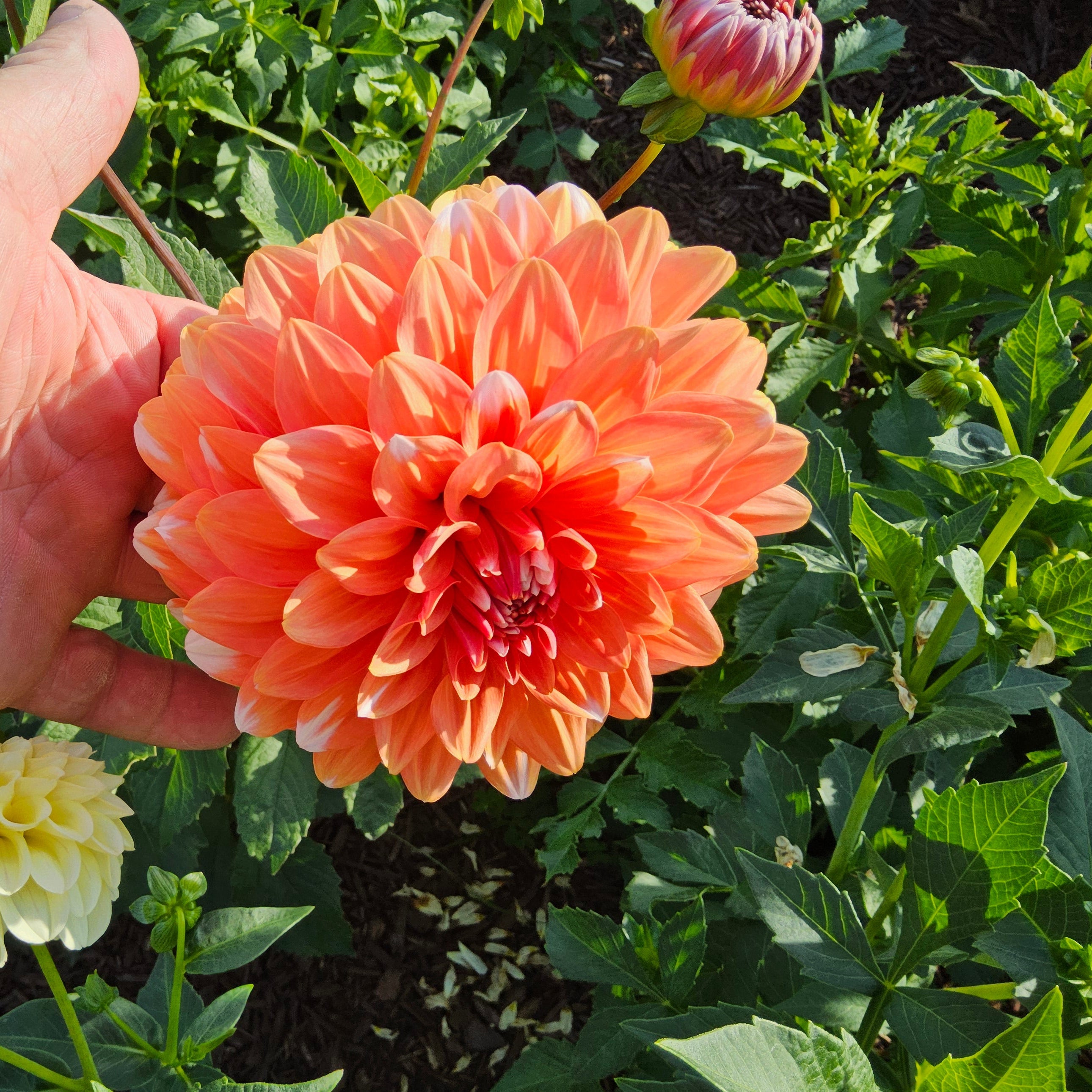 Peaches ’n Cream