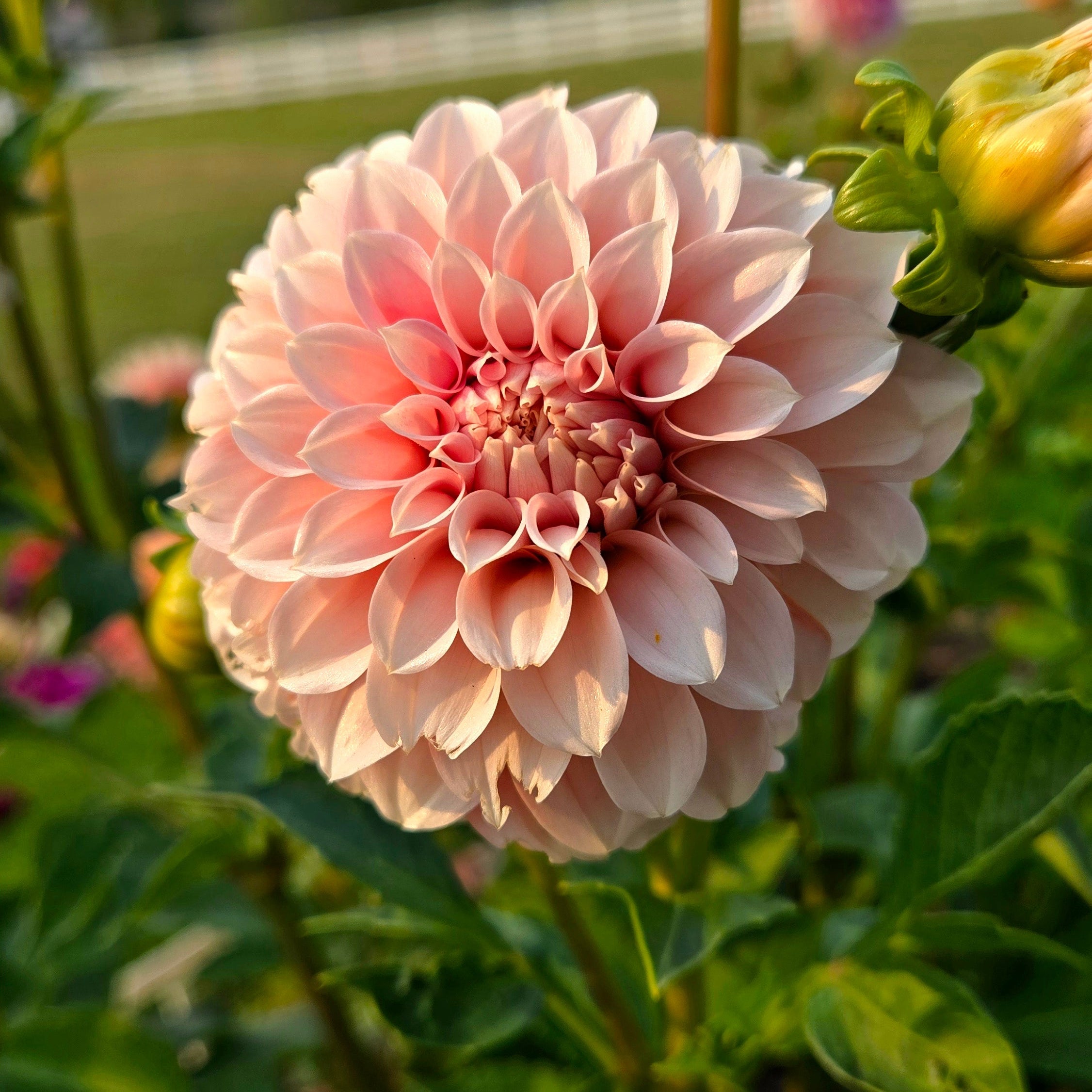 Peaches ’n Cream