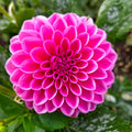 Pink Sylvia