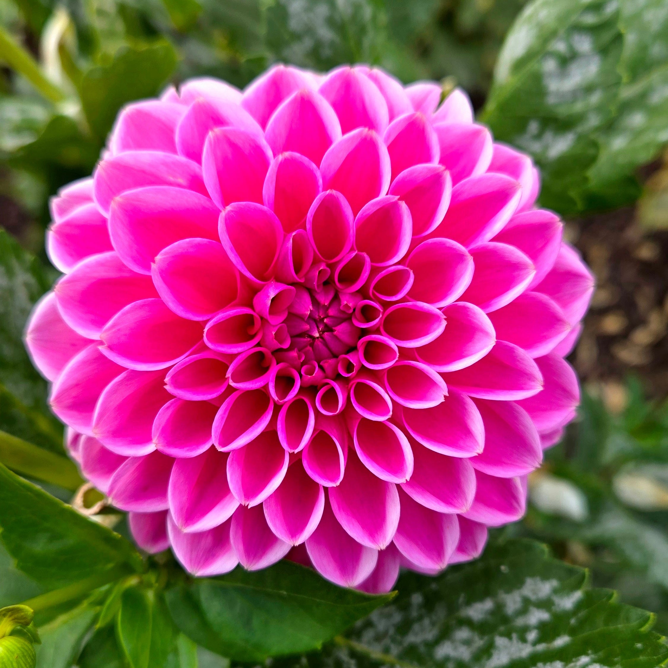Pink Sylvia
