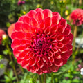 Rosemary Dawn