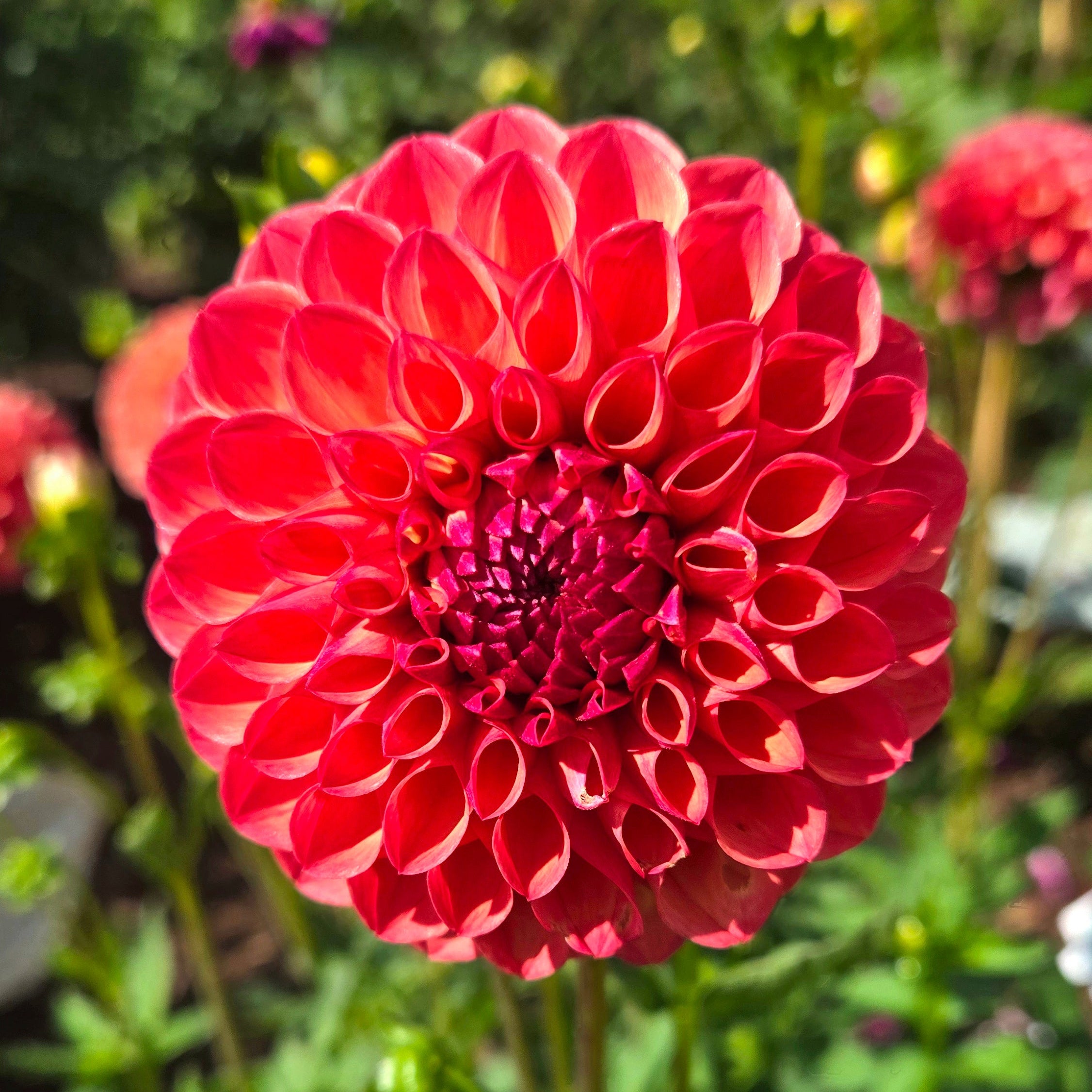 Rosemary Dawn